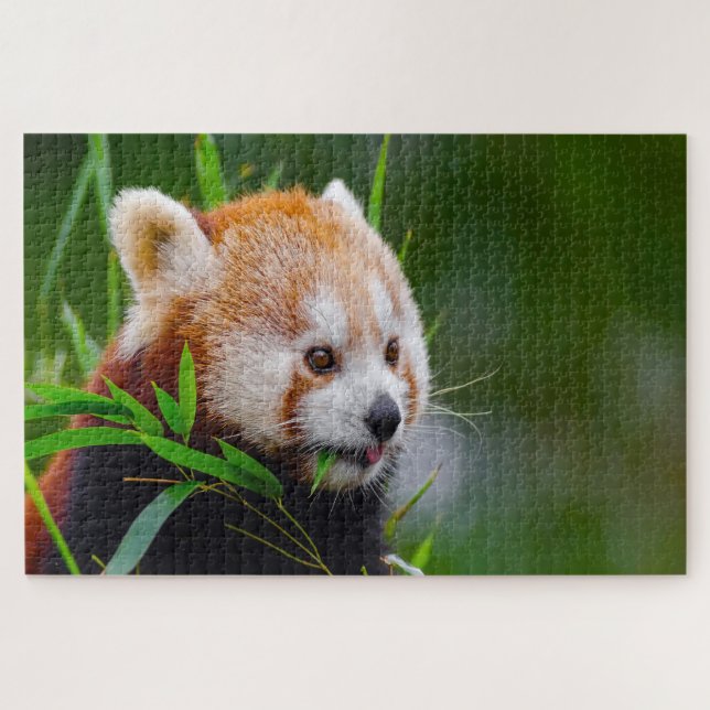 Rote Panda-Bären. Puzzle (Horizontal)