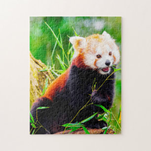 Rote Panda-Bären. Puzzle