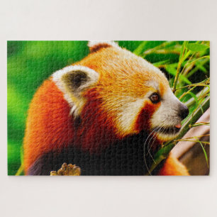 Rote Panda-Bären. Puzzle