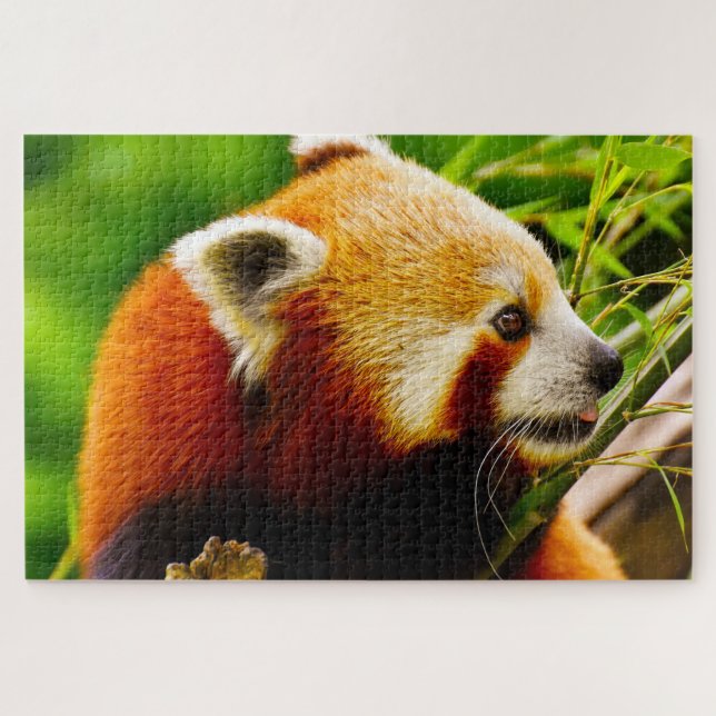 Rote Panda-Bären. Puzzle (Horizontal)
