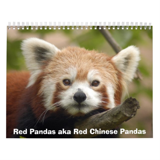 Rote Panda-Kalender Kalender (Titelbild)