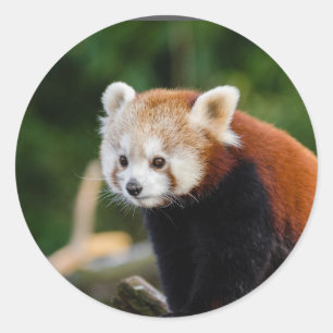 Rote-Panda-Natur Runder Aufkleber