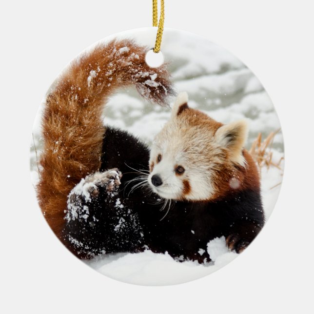 Rote Panda Spielen in der Schnee Keramik Ornament (Vorne)