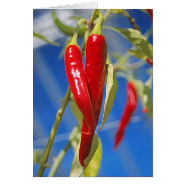 Rote Paprikaschoten (Vorne)