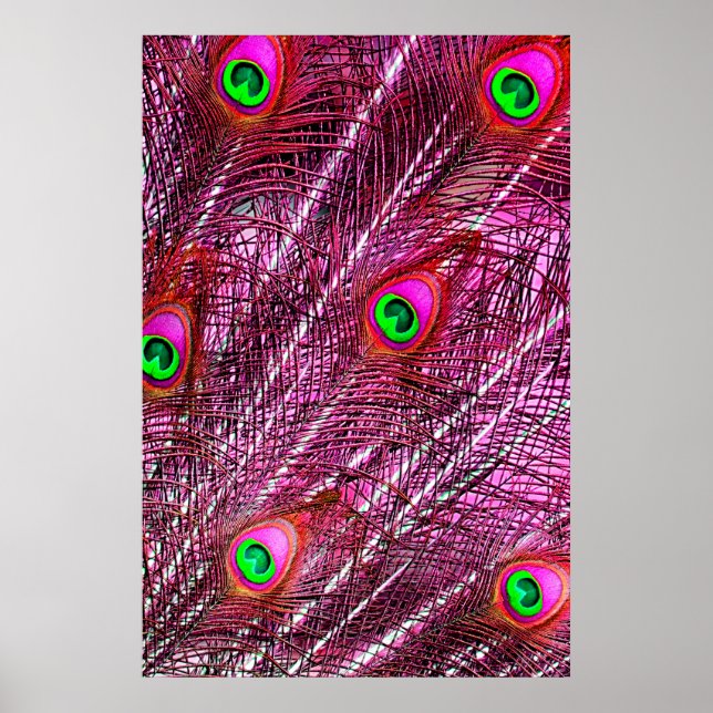 Rote Pfauenfedern fallen ab Poster (Vorne)