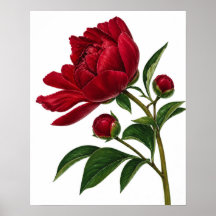 Rote Pfingstrose mit Knospen