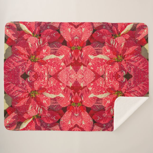 Rote Pflanze Poinsettia Blume Sherpadecke (Vorderseite (Horizontal))