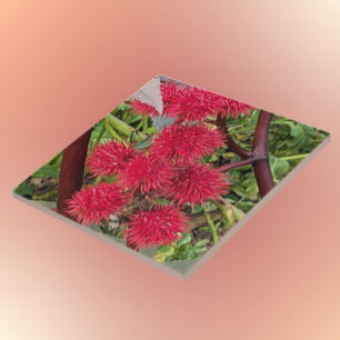 Rote Pflanze von Castor Bean Fliese