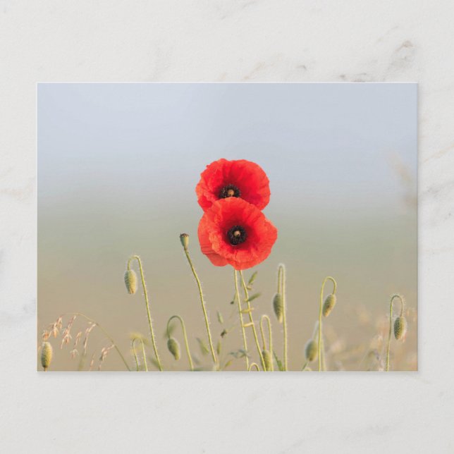 Rote Pflücke im Morgenlicht Postkarte (Vorderseite)