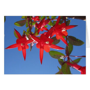Rote pinkfarbene Blumen
