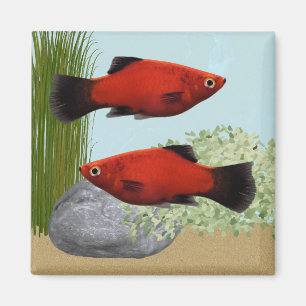 Rote Platies-Tropenfische Natur-Aquarium-Magnet Magnet