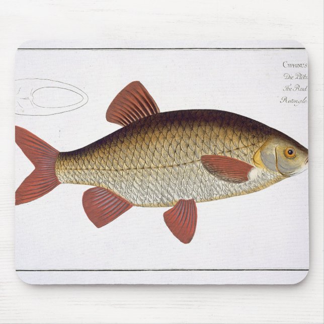 Rote Platte I des Karpfens (Cyprinus Mousepad (Vorne)