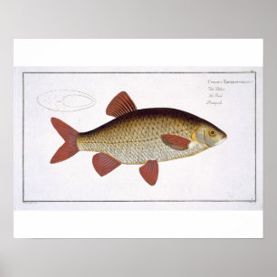 Rote Platte I des Karpfens (Cyprinus Poster