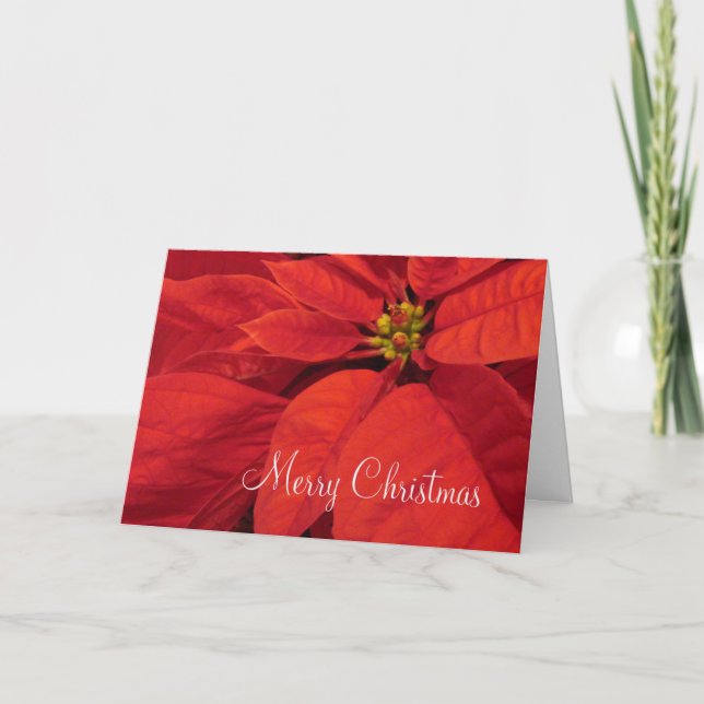 Rote Poinsetta Weihnachtskarte Feiertagskarte (Vorderseite)