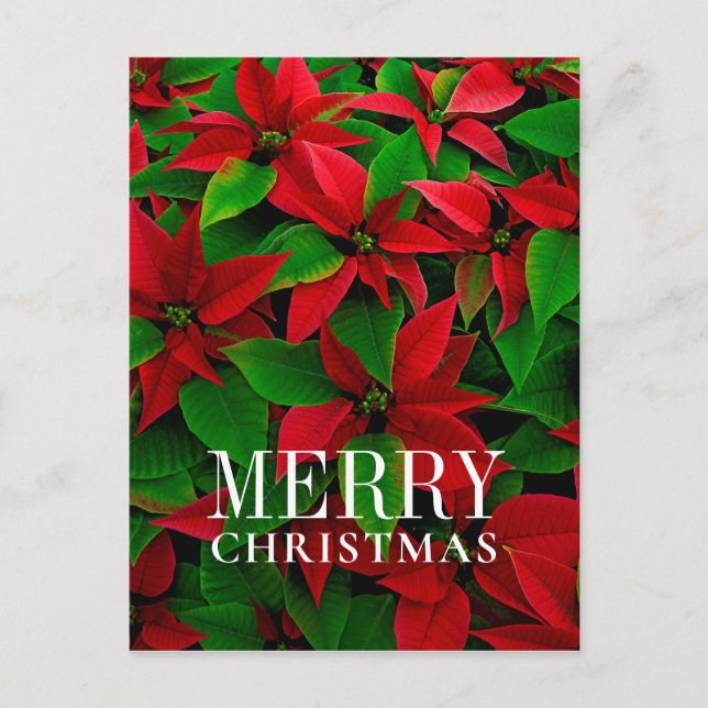 Rote Poinsettia Blume Feiertagspostkarte (Vorderseite)