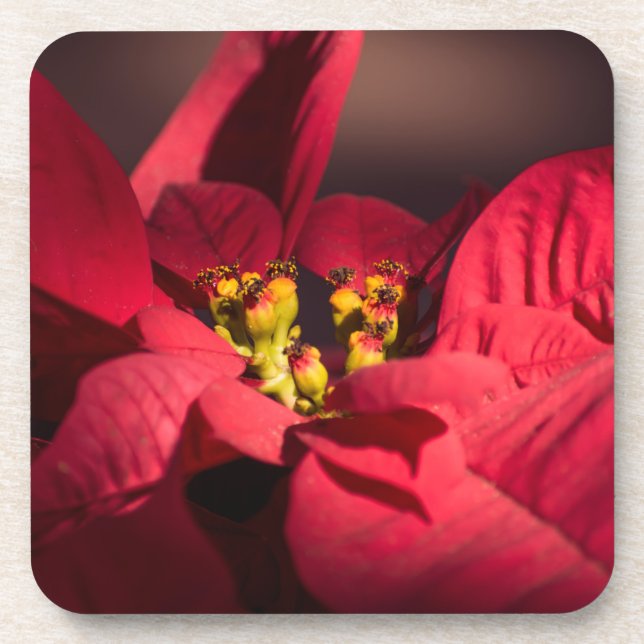 Rote Poinsettia Weihnachtsstern-Blume Getränkeuntersetzer (Vorderseite)