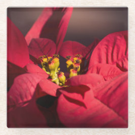 Rote Poinsettia Weihnachtsstern-Blume Glasuntersetzer