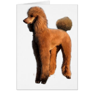 Rote Poodle