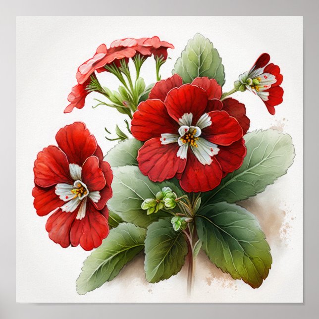 Rote Primrose Blume Art Print Poster (Vorne)