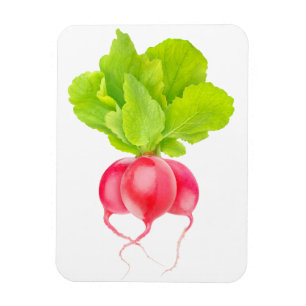 Rote Rettiche Magnet