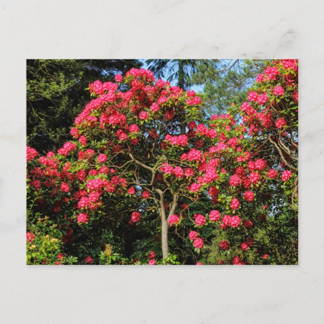 Rote Rhododendren Bute Park, Cardiff, Wales Postca Postkarte (Vorderseite)