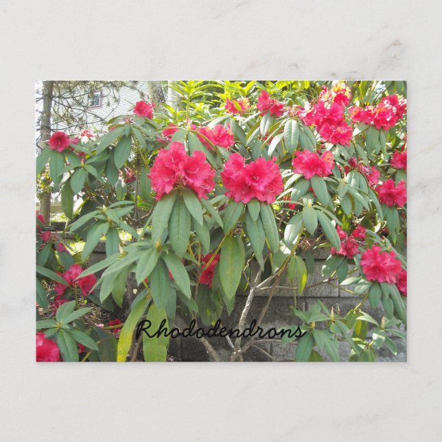 Rote Rhododendren Postkarte (Vorderseite)