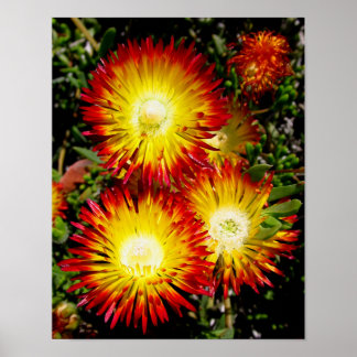 Rote Robertson Dewflower Blumen Foto Druck Poster