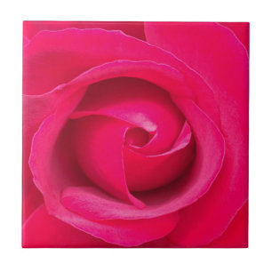Rote Rosa Rose Fliese