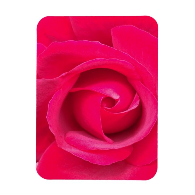 Rote Rosa Rose Magnet (Vertikal)