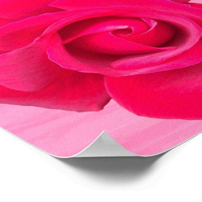 Rote Rosa Rose Poster (Ecke)