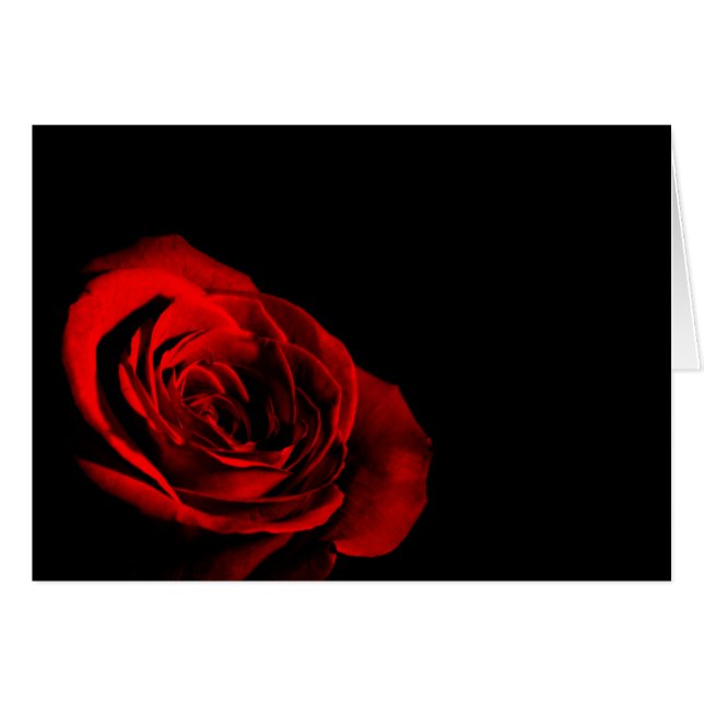 Rote Rose (Vorderseite (Horizontal))