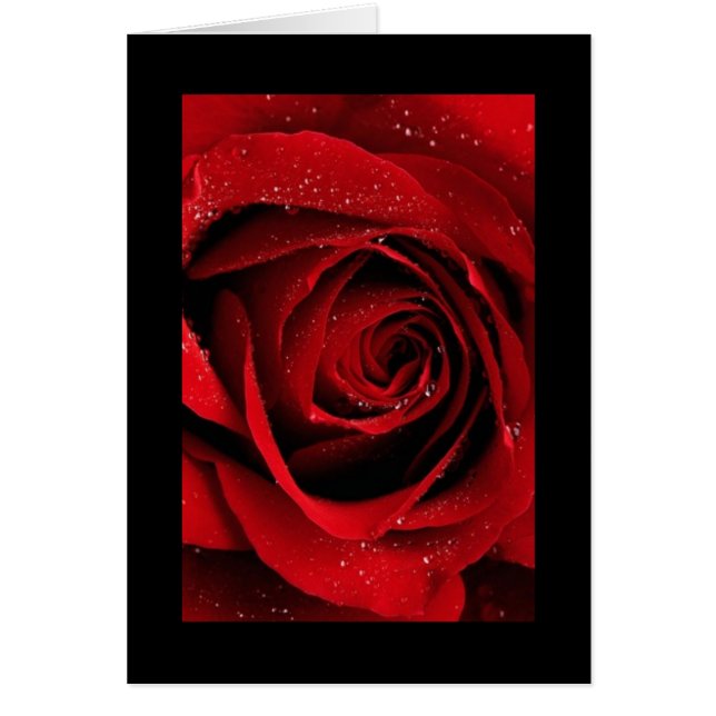 Rote Rose (Vorne)