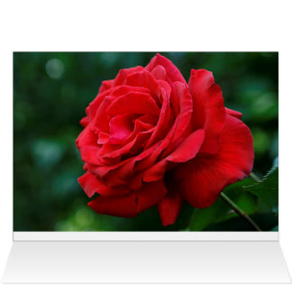 Rote Rose