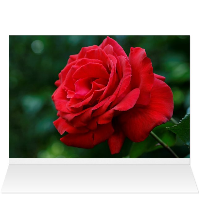 Rote Rose (Innenansicht Horizontal (Oben))