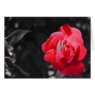 Rote Rose