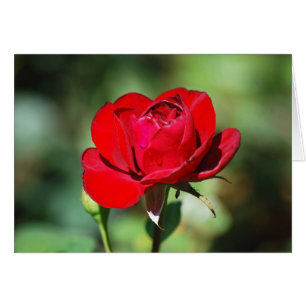 Rote Rose