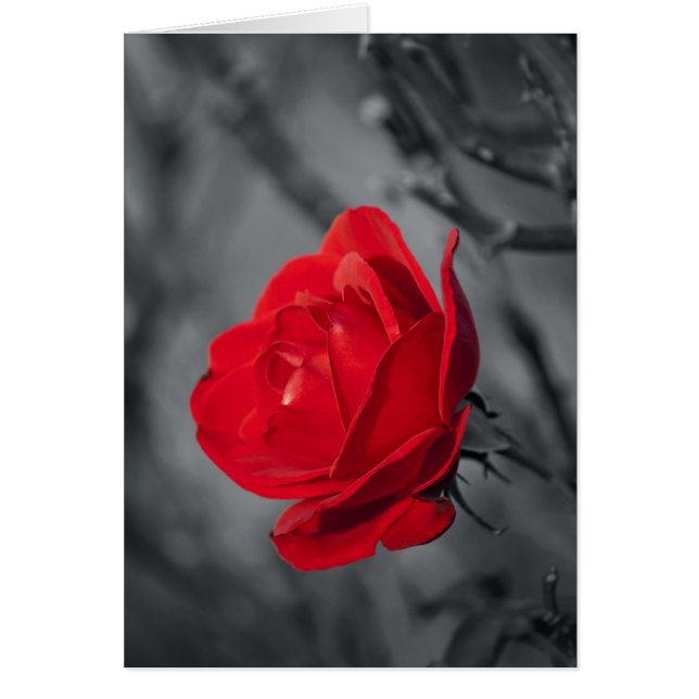 Rote Rose (Vorne)