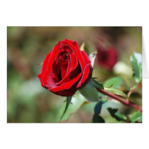 Rote Rose