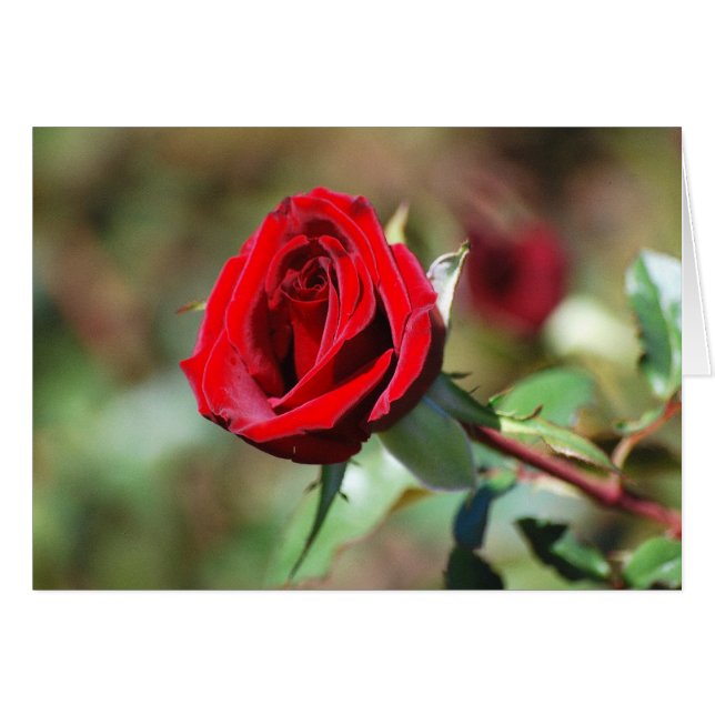 Rote Rose (Vorderseite (Horizontal))