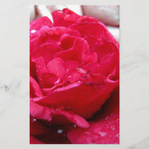 Rote Rose