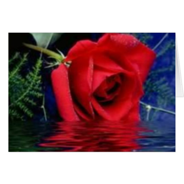 Rote Rose (Vorderseite (Horizontal))