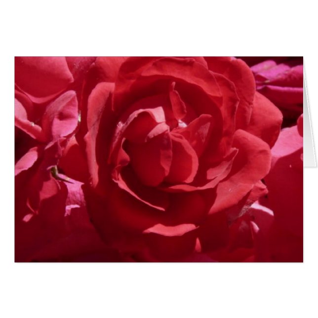 Rote Rose (Vorderseite (Horizontal))