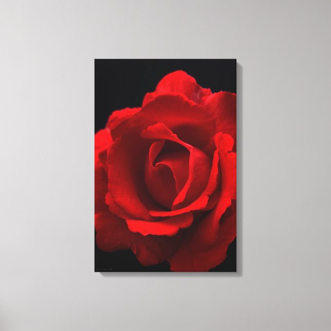 Rote Rose 16x24 (40x60cm) Waccna Leinwanddruck (Vorderseite)