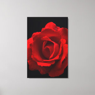 Rote Rose 24x36 (60x90cm) Waccnm Leinwanddruck