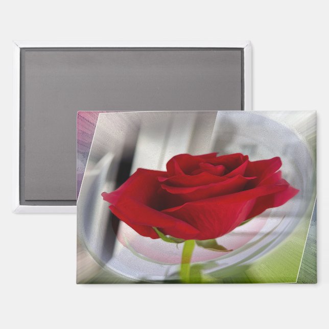 Rote Rose 2 Magnet (Vorderseite/Rückseite)