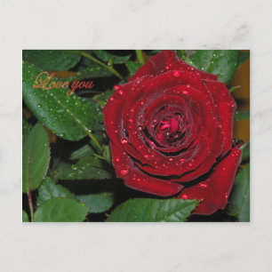 rote Rose #2 Postkarte