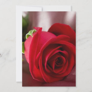 rote Rose 5" x 7" Grundkarte