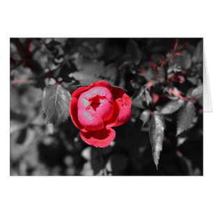 Rote Rose / Abgeschiedene Farbe