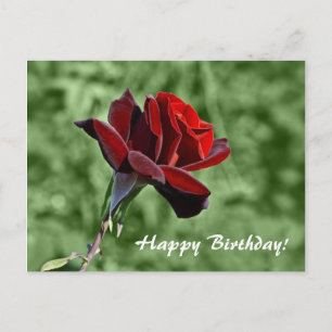 Rote Rose Alles Gute zum Geburtstag Floral  Postkarte