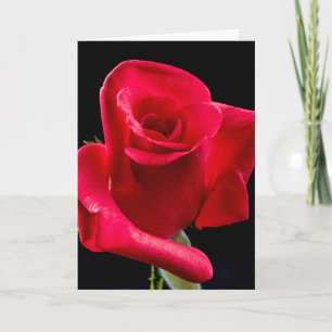 ROTE ROSE ALS TROSTKARTE KARTE